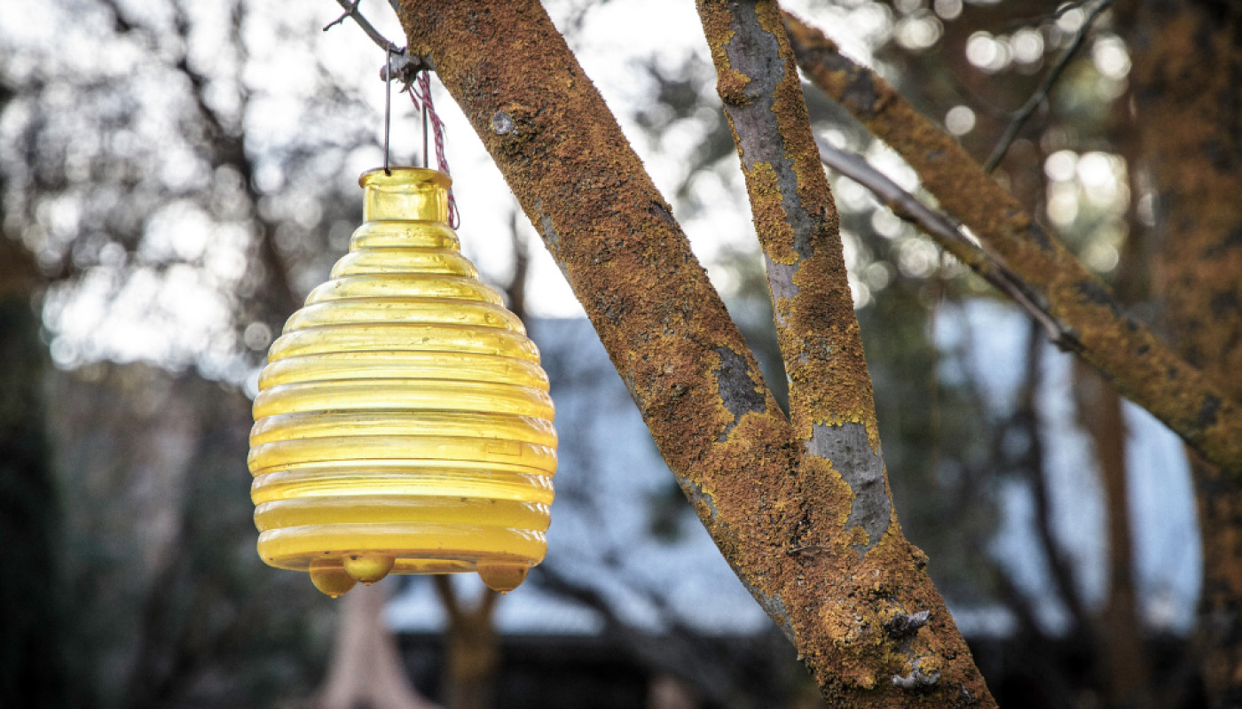 Où acheter un piège à guêpes efficace pour 2026 ?